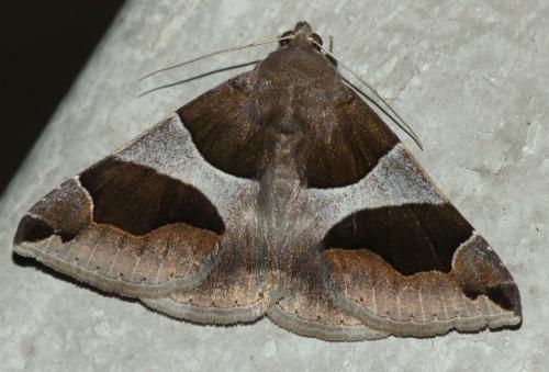 Réf. 285 364 : Dysgonia algira